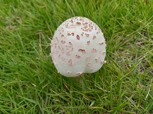 R6.9オオシロカラカサタケ