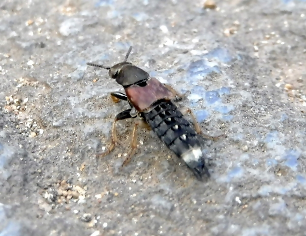 アカバトガリオオズハネカクシ