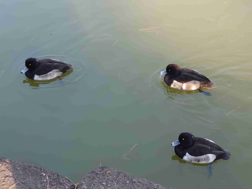 R5.12キンクロハジロ