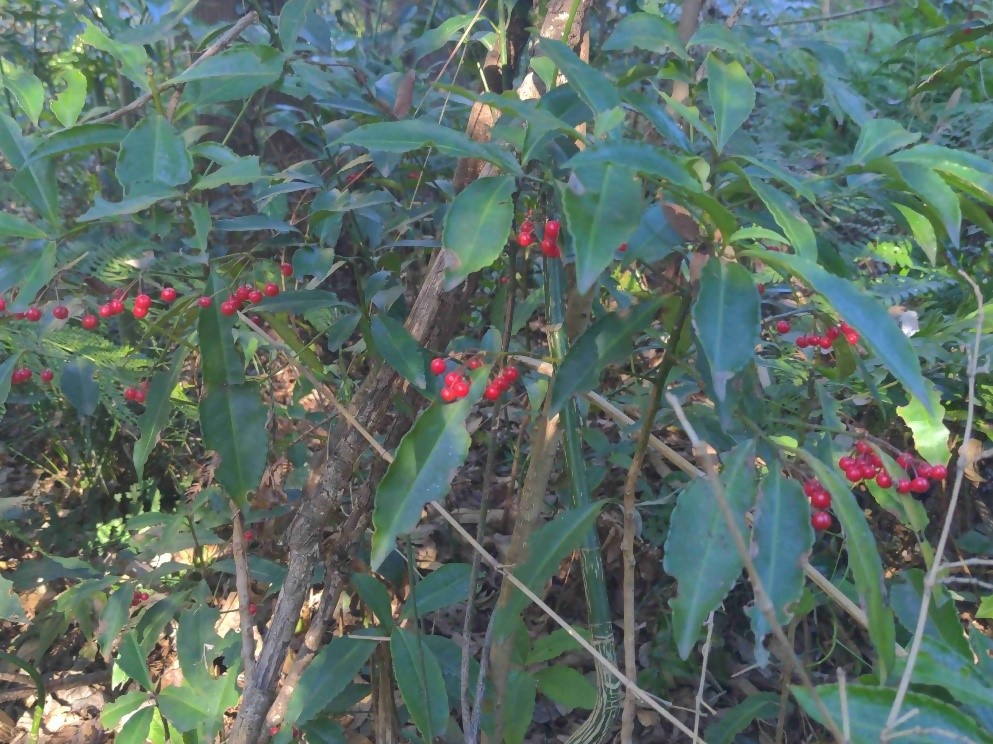 R5.12マンリョウ