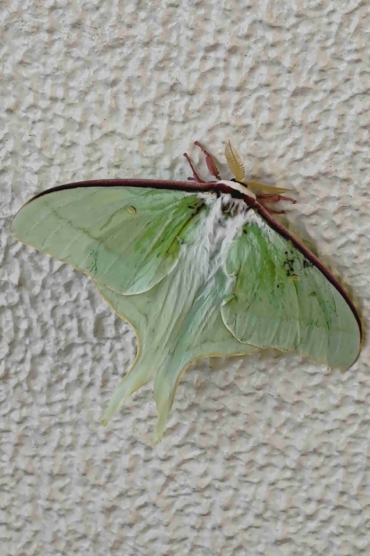 R5.12オオミズアオ