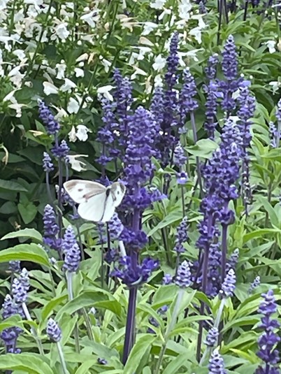 モンシロチョウ