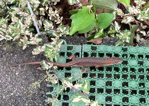 ニホンカナヘビ