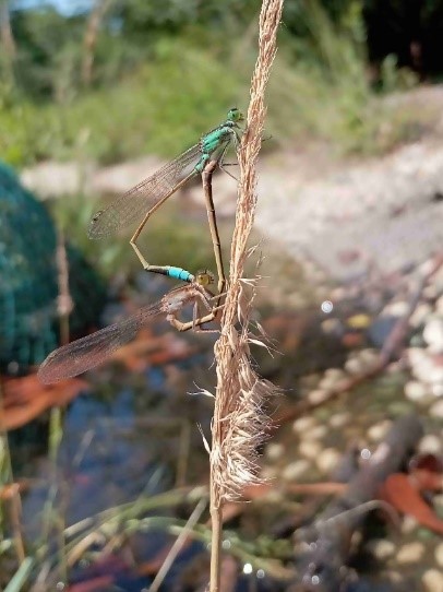 R5_7アオモンイトトンボ