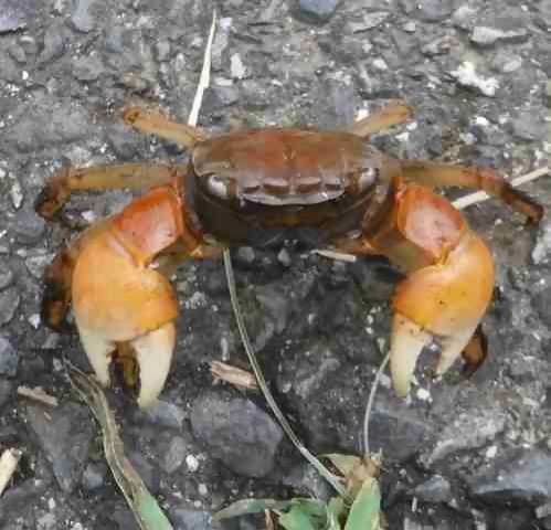 R5_7ベンケイガ二