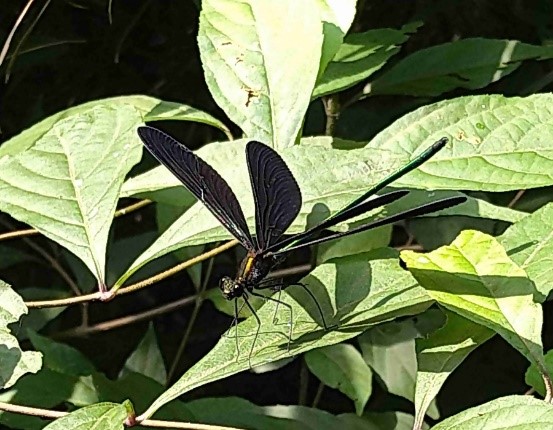 R5_7ハグロトンボ