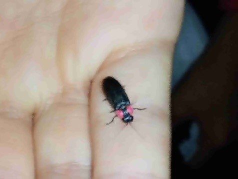 R5_7ヘイケボタル