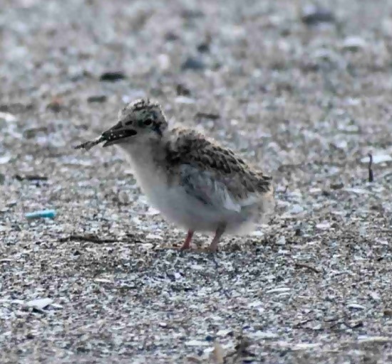 r5_7コアジサシヒナ