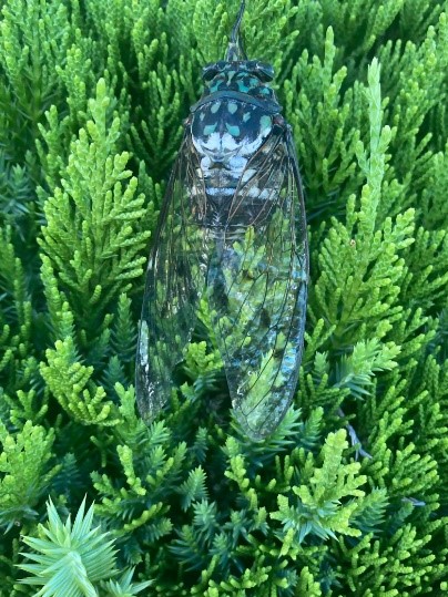 r5_7ミンミンゼミ