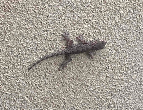 r5_7ニホンヤモリ