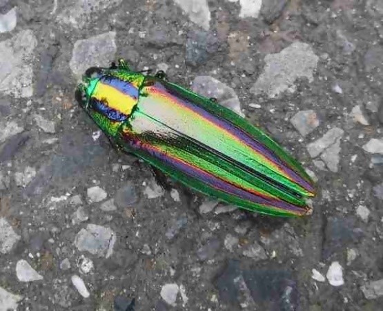 r5_7ヤマトタマムシ