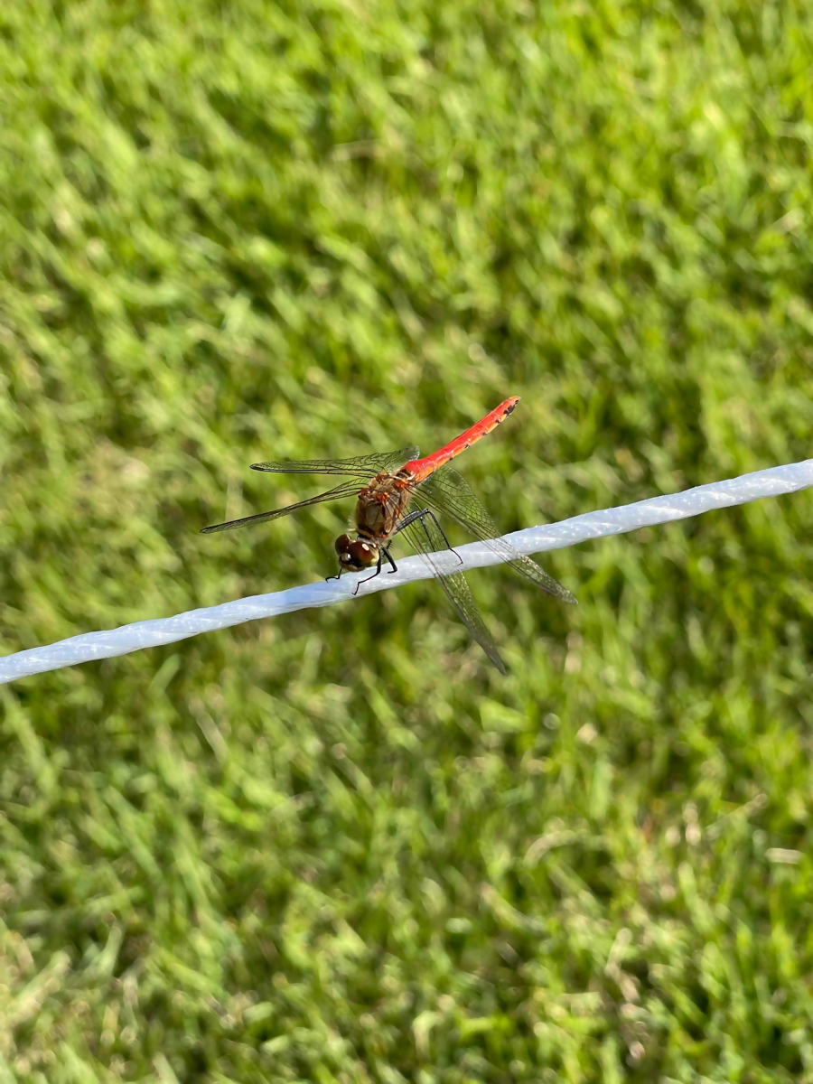 R5_9_アキアカネ