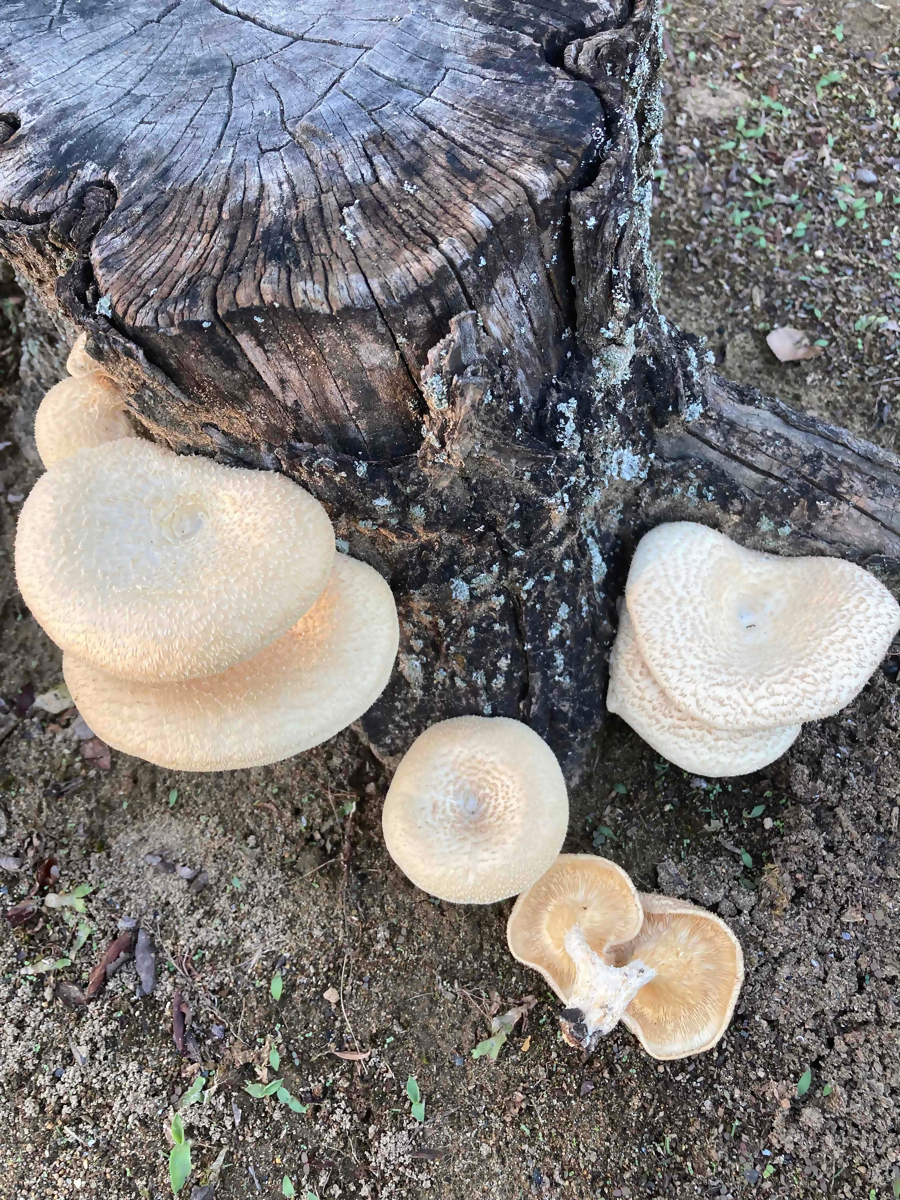 R5_9_マツオウジ