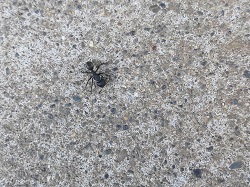 R6.5クロオオアリ