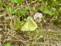 R6.5モンキチョウ