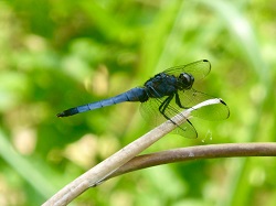 R6.5オオシオカラトンボ