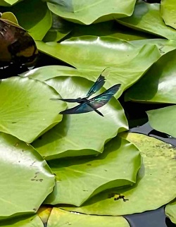 R6.5チョウトンボ