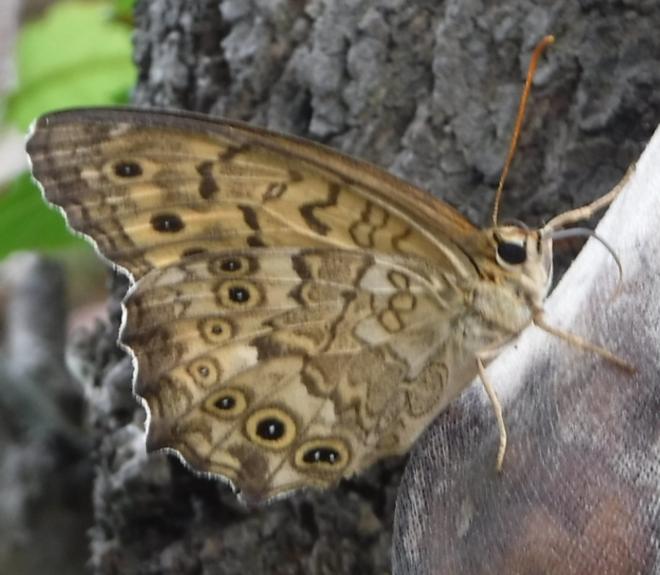 サトキマダラヒカゲ