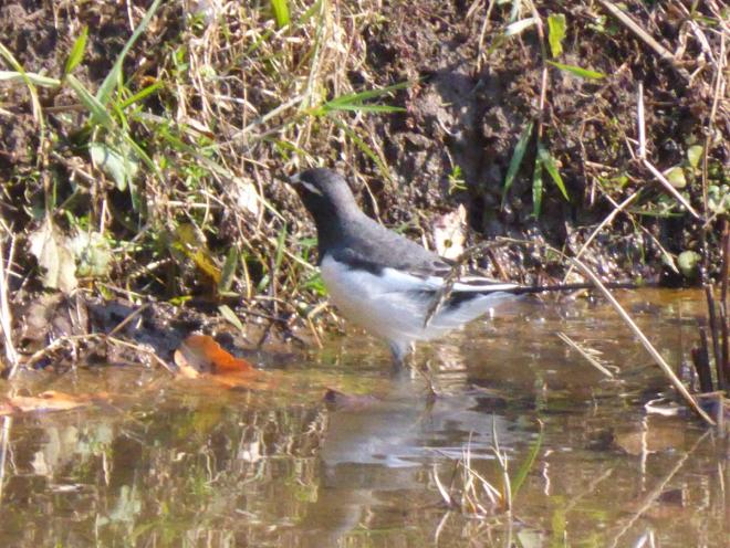 セグロセキレイ