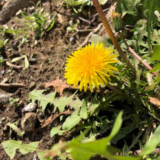 セイヨウタンポポ