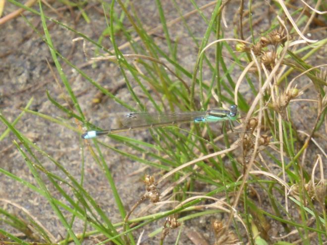 セスジイトトンボ