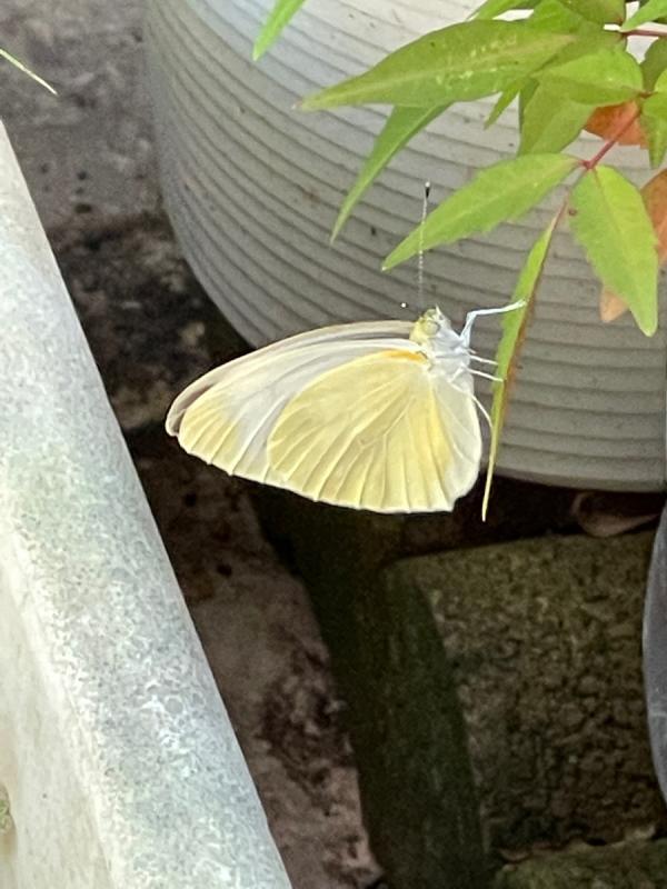 スジグロシロチョウ