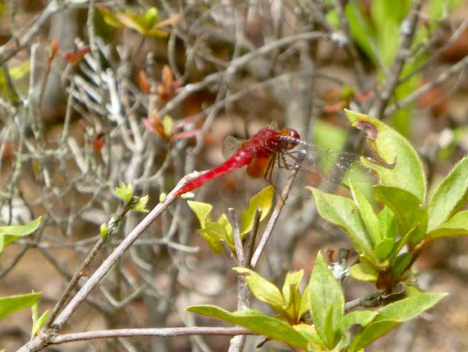 ショウジョウトンボ