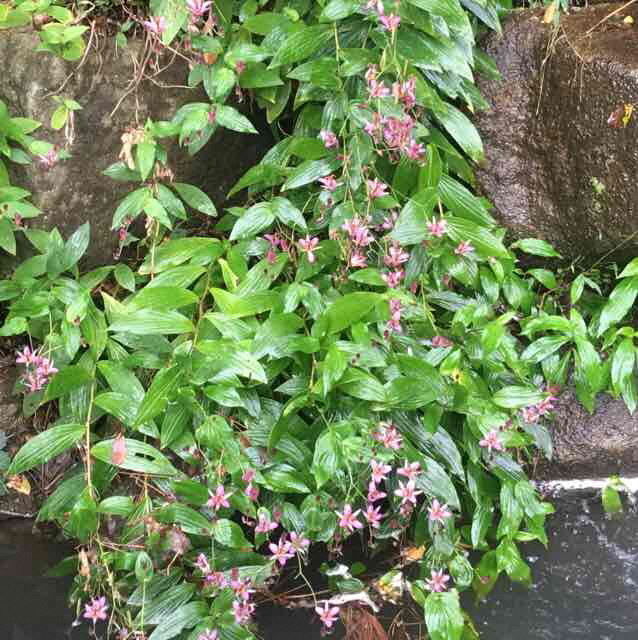 タイワンホトトギス