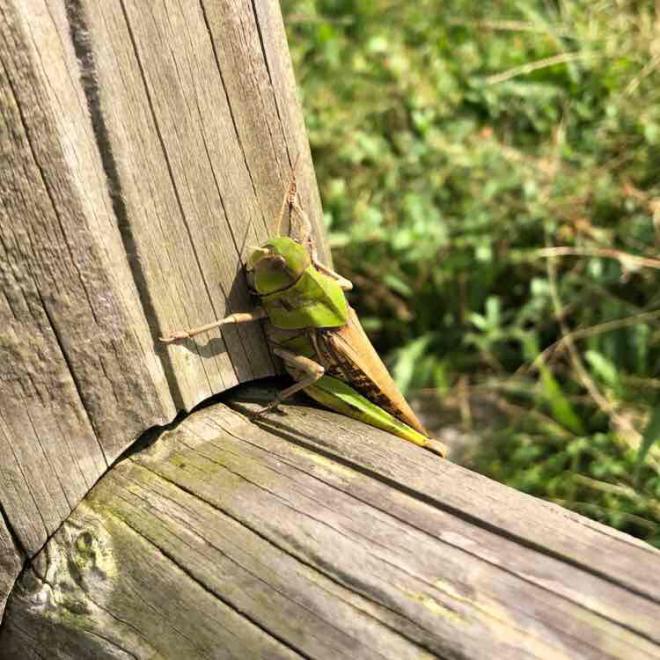 トノサマバッタ