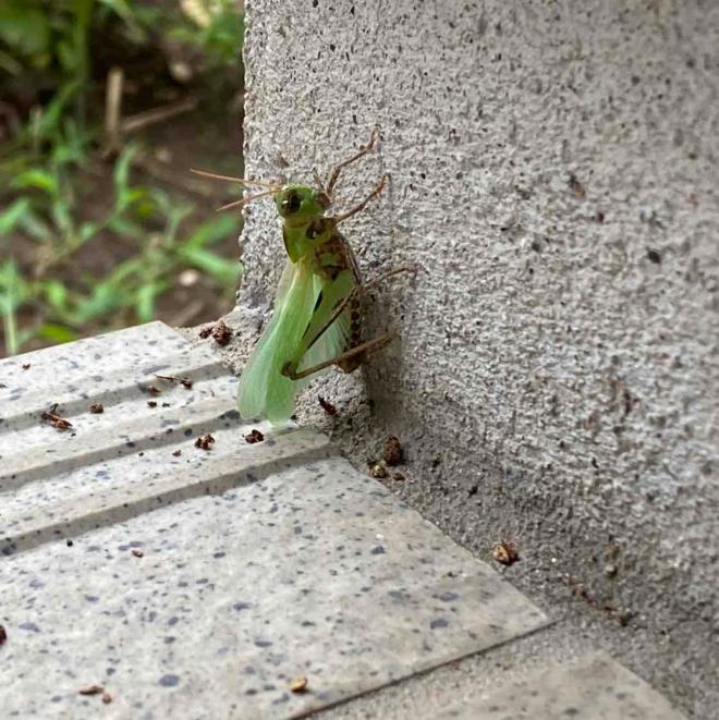 トノサマバッタ