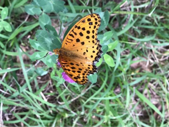 ツマグロヒョウモン