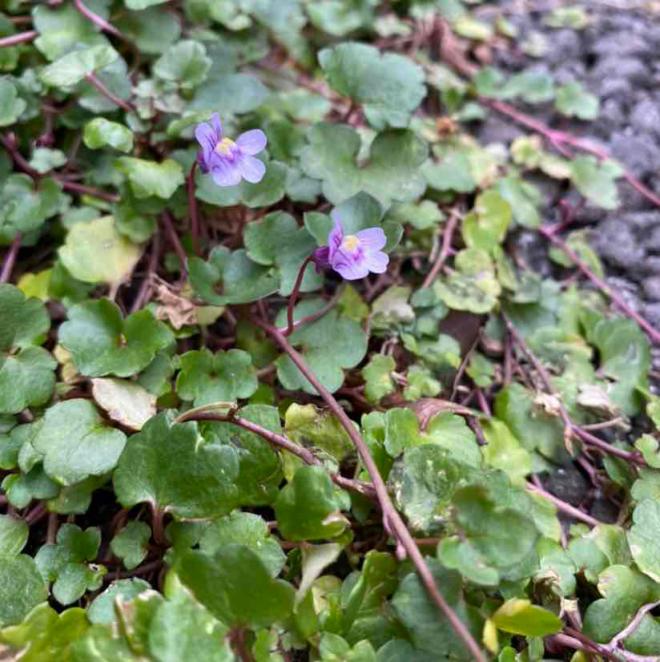 ツタバウンラン