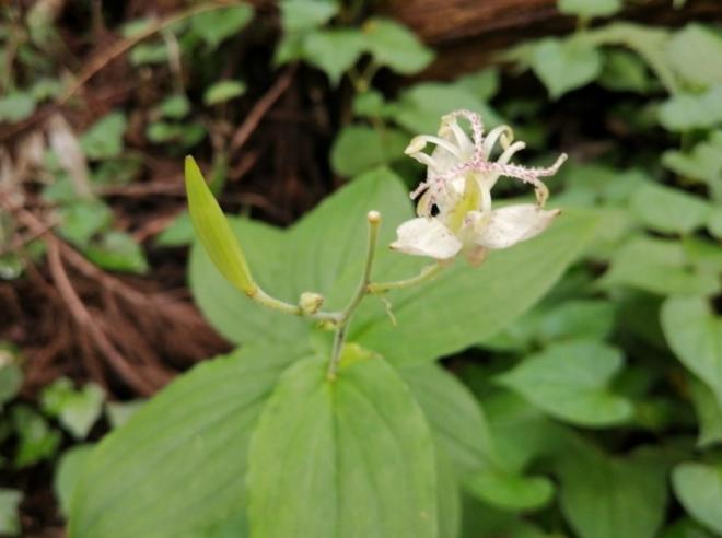 ヤマホトトギス