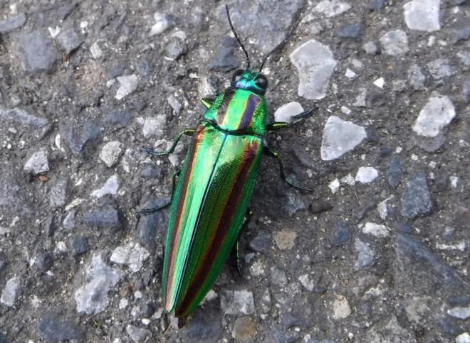 ヤマトタマムシ