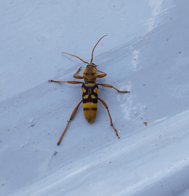 ヨツスジトラカミキリ