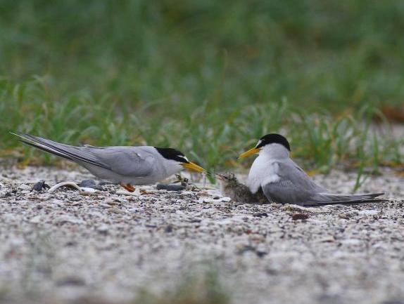 ヒナに餌を与える親鳥