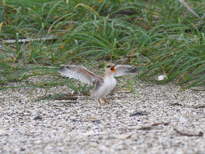 千葉市 令和2年度コアジサシの成長記録