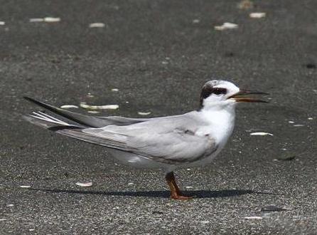 コアジサシ若鳥