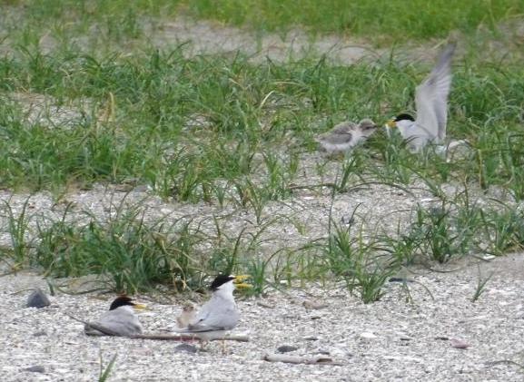 コアジサシの親子2組