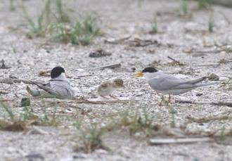 ヒナに給餌する成鳥