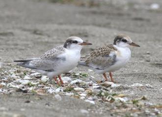 コアジサシヒナ