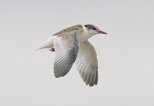 海岸を飛ぶ幼鳥
