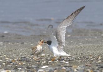 浜辺で餌をもらうヒナ