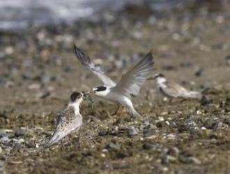 幼鳥餌をもらう