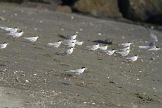 コアジサシの群れ
