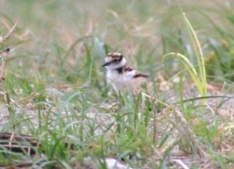 コチドリのヒナ