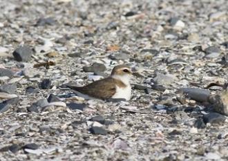 抱卵するシロチドリ
