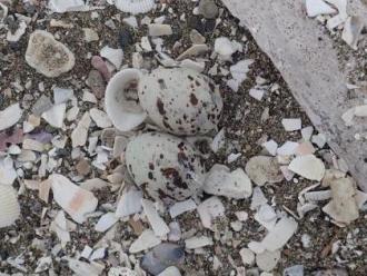 コアジサシの卵