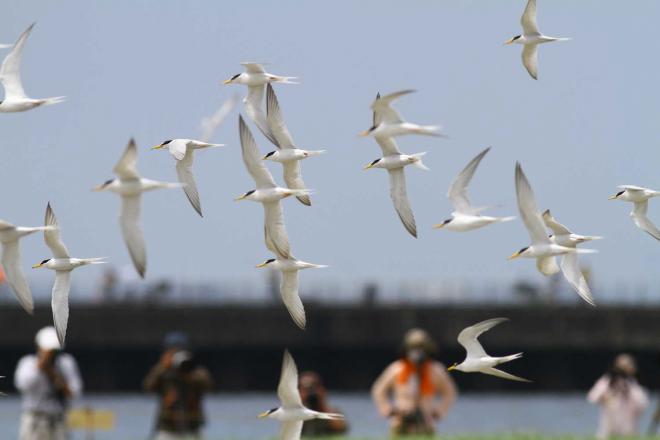 コアジサシの飛翔