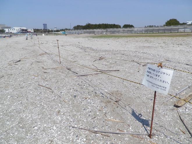 コアジサシ保護柵2